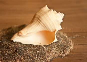 Blow my antique whistle.  A 17,000 year old near-perfect sound horn!